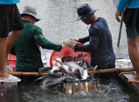 Fish harvesting  teams need to be set up amid pandemic